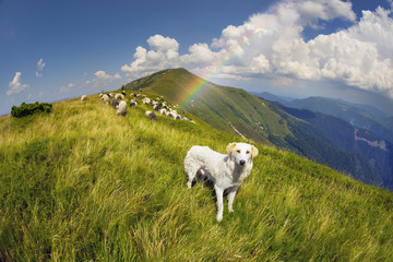 Fototapeta premium Dog and sheep on a mountain pasture