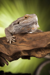 Lizard root, Bearded Dragon on black mirror background