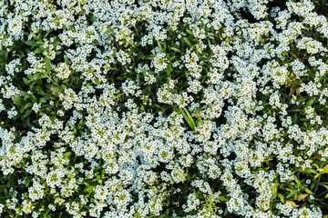 Plakaty  Małe białe kwiaty i zielone liście widok z góry na ogród. Pola gardenii.