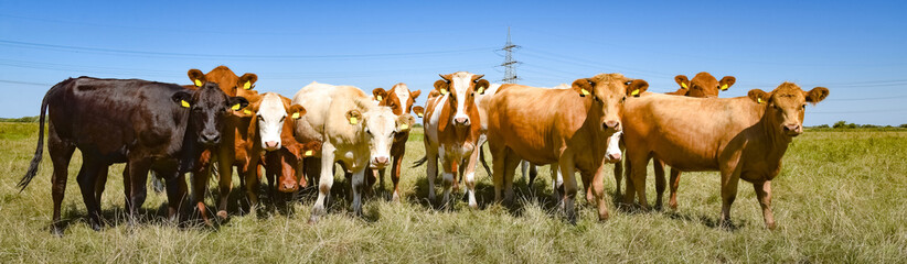 Schöne Rinderformation auf einer sommerweide, Banner © Countrypixel