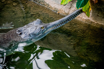 Gavial du Gange