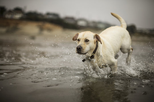 Golden labrador running in the sea on a beach.