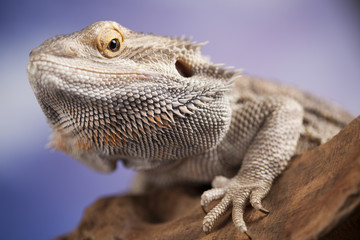 Agama bearded, pet on black background, reptile
