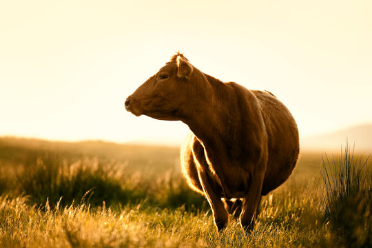 Cow standing in a grassy field.