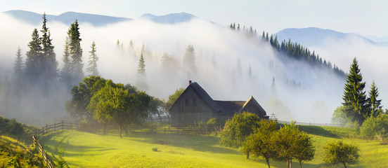 Field of tulips in the Carpathians