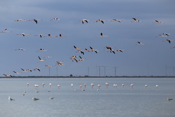 Flamingo standing in the lake and in flight. Salt Lake. Cyprus.