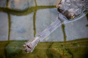 Gavial du Gange