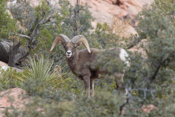 Desert Bighorn Sheep Ram