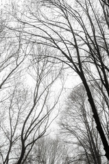 Fototapeta na wymiar tree silhouettes against a cloudy sky