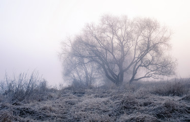 einsamer Baum im Nebel auf einer Wiese bei Frost