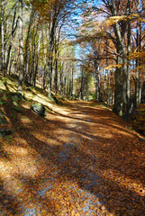 Autumn in Berkovitsa Mountain