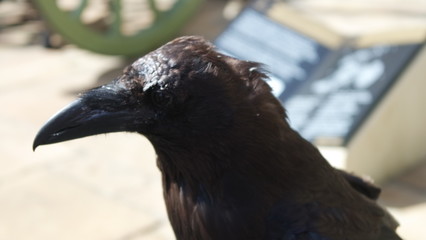 A raven of The Tower of London