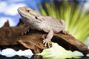 Lizard root, Bearded Dragon on green background