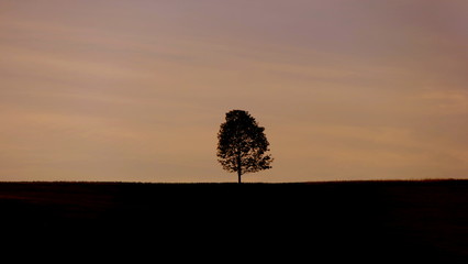 Fototapeta na wymiar Lone tree at sunset.