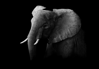 Elephant in black and white with a dark background - 134387584