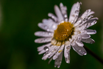 Close up of a daisy flower with water droplets