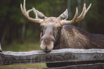 moose on the farm