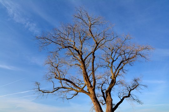 Arbre class&eacute; . Peuplier hybride de peuplier noir.