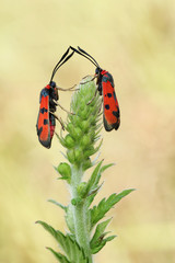  Two Bloodword burnet moth (Zygaena laeta)