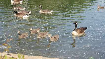 Geese and goslings.