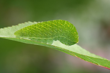 Scarce Swallowtail caterpillar(Iphiclides podalirius)rest in the