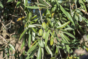 Olives of the Cornicabra variety on the branch. Photo taken in Ciudad Real Province, Spain © ihervas