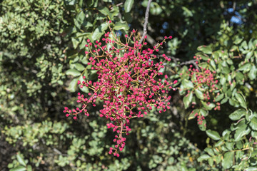 Obraz premium Fruits of Terebinth, Pistacia terebinthus. It is a species in the family Anacardiaceae native to the Mediterranean region. Photo taken in Ciudad Real Province, Spain.