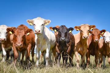 Herde Rinder steht dicht gedrängt auf einer Sommerweide