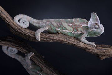 Chameleon lizard isolated on black background