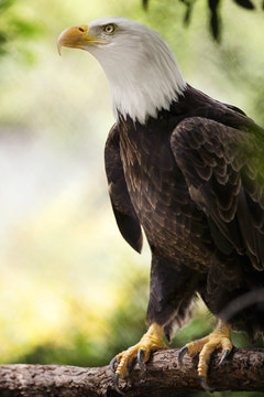 Bald eagle in the wild.