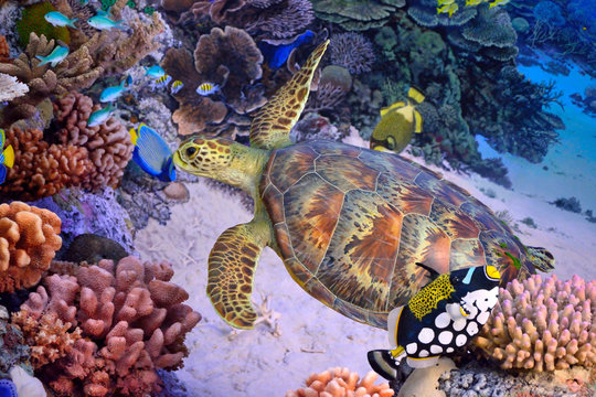 Green turtle, tropical coral reef