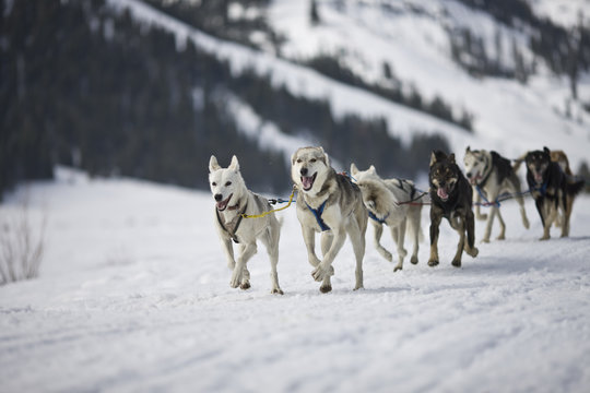 Pack of working dogs running across a snowy landscape.