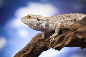 Agama bearded, pet on black background, reptile