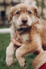 adorable brown puppy with amazing blue eyes in woman hands on ba