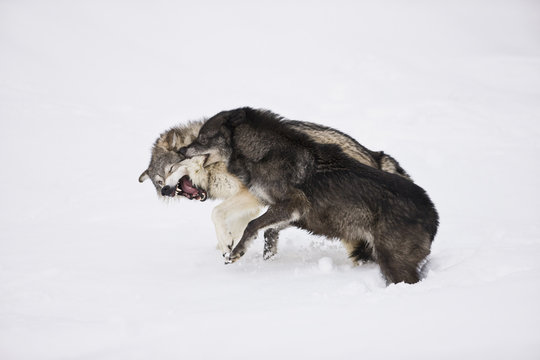 Two wolves fighting in snow