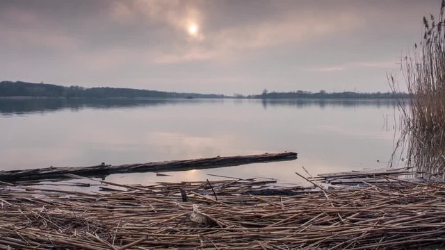 Bank of the pond with reed in the evening