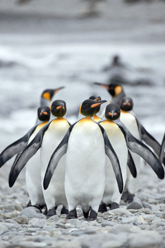 Group of Emperor Penguins walking on beach