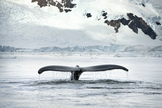 Tail belonging to a whale emerges from the sea.