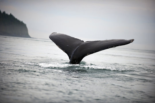 Whale flashing its tail off the sea