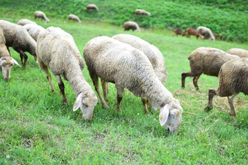 Obraz premium fFock of sheep