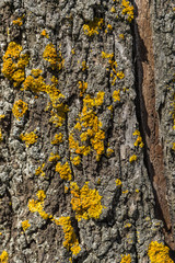 Macro detail of yellowish green Lichen on a bark of the trunk of a tree