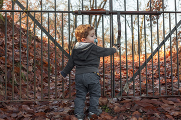 Back view boy stand in a floor full of leaves. Autumn background