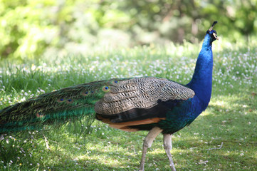 Fototapeta premium Pavo real con las plumas recogidas sobre fondo primaveral