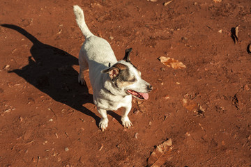 Full shot jack russell terrier in orange sand ground. Autumn bac