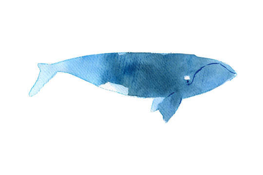 Watercolor sketch of right whale. Illustration isolated on white background