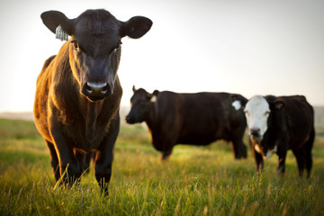 Portrait of three cows grazing in a field.
