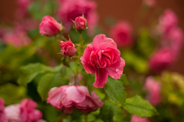 Pink roses with buds on a background of a green bush. Pink roses after rain