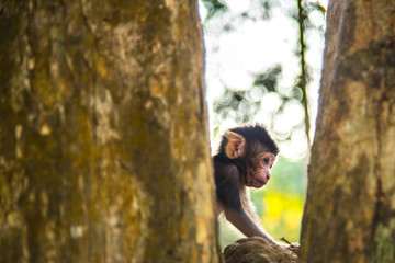 Affenbaby in der Tempelanlage von Angkor Wat, Kambodscha