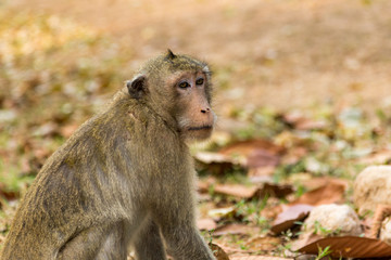 Affe in der Tempelanlage von Angkor Wat, Kambodscha