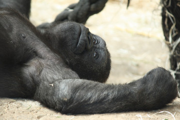 Gorila tumbado descansando